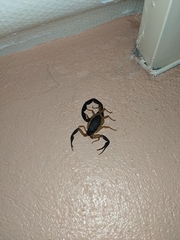 Centruroides fulvipes