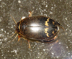 Acilius mediatus
