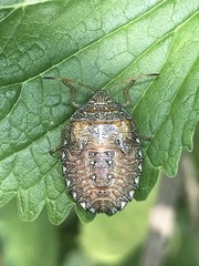 Ascra conspersa