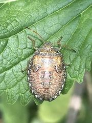 Ascra conspersa