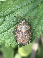 Ascra conspersa
