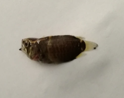 Tailspot Ctenopoma