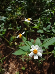 Bidens alba