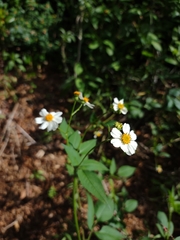Bidens alba