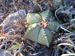 Astrophytum myriostigma