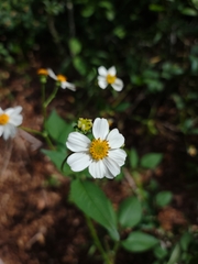 Bidens alba