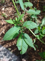 Bidens alba