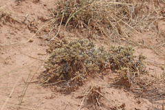Phlox hoodii canescens