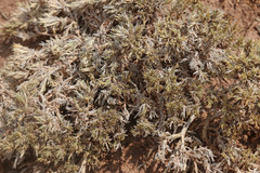 Phlox hoodii canescens