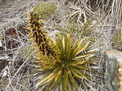 Aciphylla kirkii