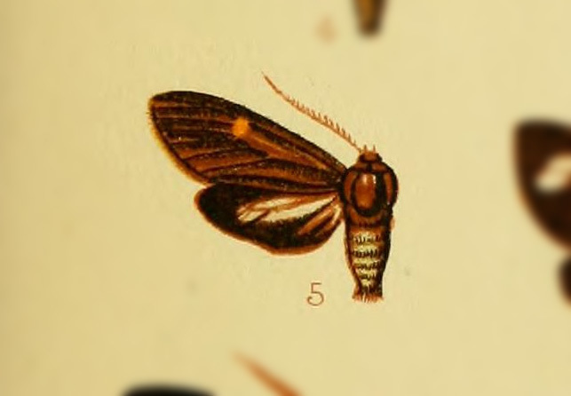 Aclytia reducta