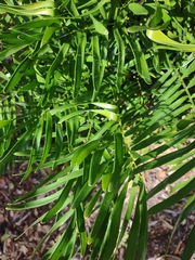 Zamia integrifolia