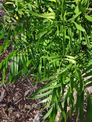 Zamia integrifolia