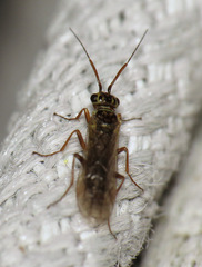 Xyelidae