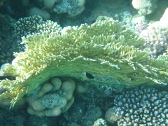 Pycnochromis dimidiatus