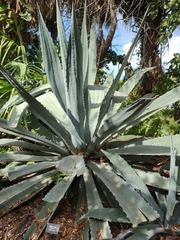 Agave americana