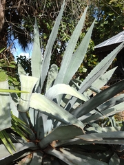 Agave americana