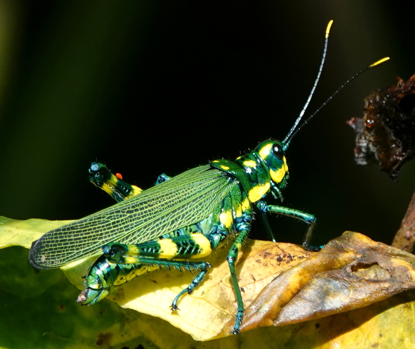 Chromacris icterus (Pictet & Saussure, 1887)