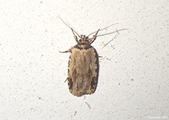 Agonopterix atrodorsella