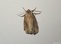 Photedes panatela