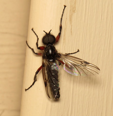 Bibio femoratus