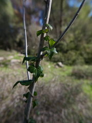 Dioscorea orientalis
