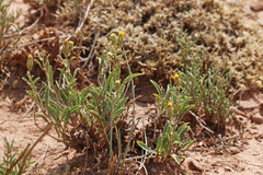 Xanthisma grindelioides grindelioides