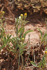 Xanthisma grindelioides grindelioides