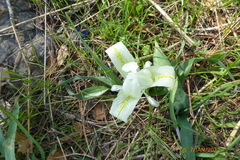 Iris palaestina