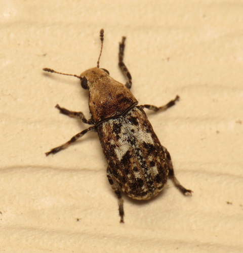 Marbled Fungus Weevil photo 3