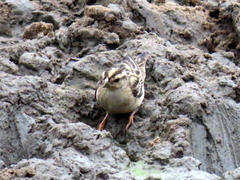 Vidua funerea funerea