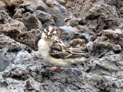 Vidua funerea funerea