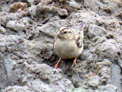 Vidua funerea funerea