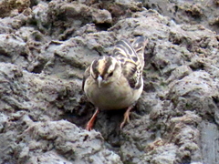 Vidua funerea funerea