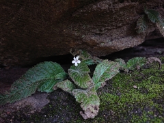 Streptocarpus latens