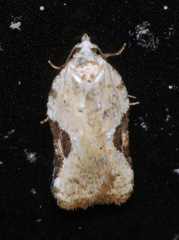 Acleris subnivana