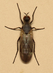 Rhamphomyia