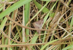 Lepidoptera