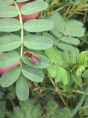 Parhelophilus integer