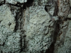 Pertusaria coccodes