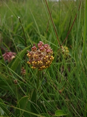 Asclepias vicaria