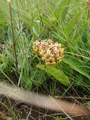 Asclepias vicaria
