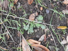 Sanicula bipinnatifida