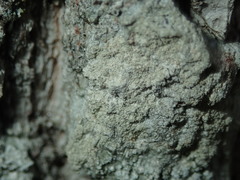 Pertusaria coccodes