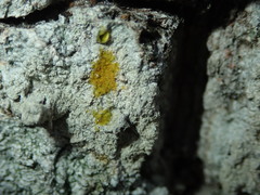 Pertusaria coccodes