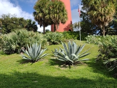 Agave americana