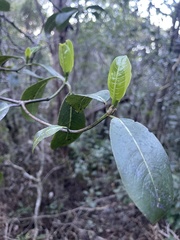 Kadua
