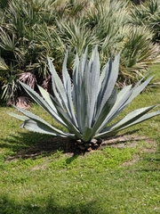 Agave americana
