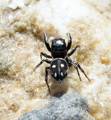 Heliophanus agricola