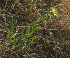 Dolichoglottis lyallii × scorzoneroides